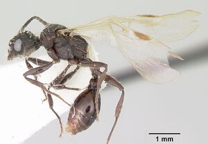 Pogonomyrmex laevigatus casent0103394 profile 2.jpg