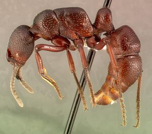 Psalidomyrmex procerus casent0004984 profile 1.jpg