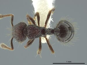 Adelomyrmex dentivagans jtlc000014362 d 1 high.jpg