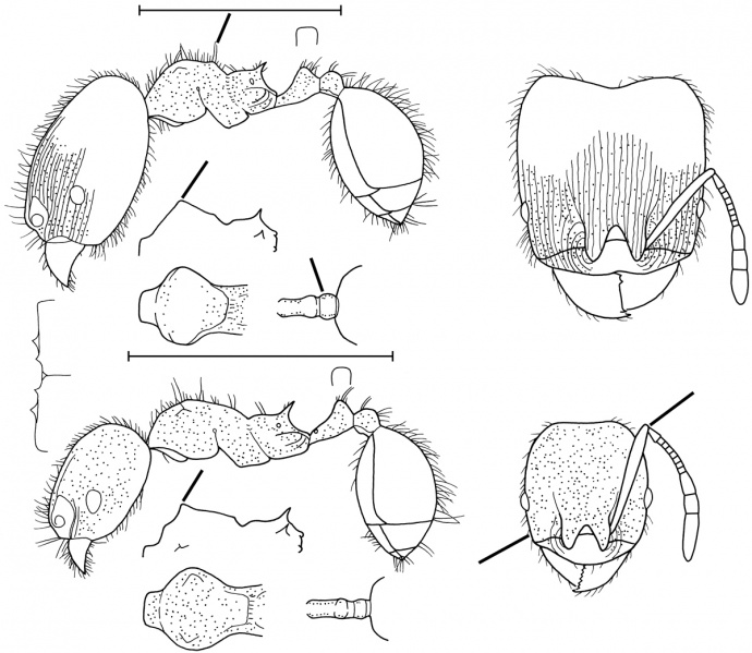 File:Pheidole caulicola Wilson 2003.jpg