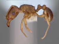 Tetramorium semilaeve casent0008637 p 1 high.jpg