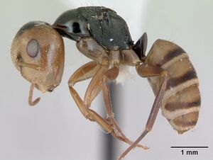 Camponotus championi inb0003207616 profile 1.jpg