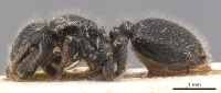 Cephalotes pilosus P casent0904911.jpg