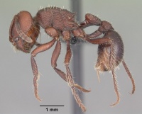 Pogonomyrmex uruguayensis casent0103053 profile 1.jpg