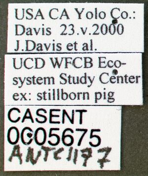 Pyramica membranifera casent0005675 label 1.jpg