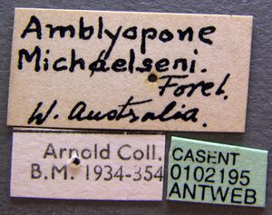 Amblyopone michaelseni casent0102195 label 1.jpg