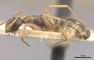 Camponotus brookei casent0910550 p 1 high.jpg