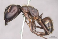 Camponotus brutus casent0910269 p 1 high.jpg