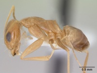 Dorymyrmex exsanguis casent0173847 profile 1.jpg