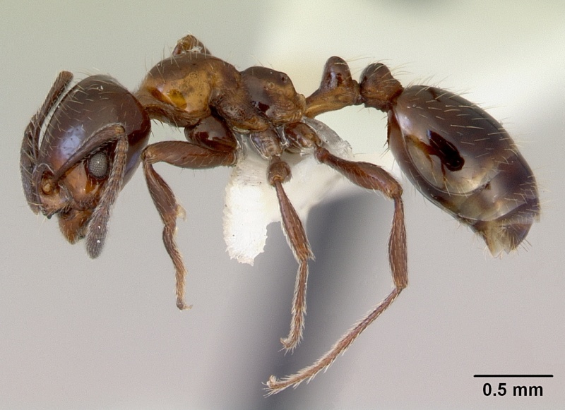 File:Monomorium antarcticum casent0172354 profile 1.jpg