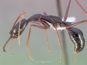 Odontomachus coquereli casent0005968 profile 1.jpg