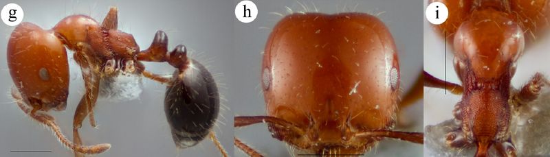 File:Sparks et al. 2015 Fig 5 g-i Monomorium hoffmani.jpg