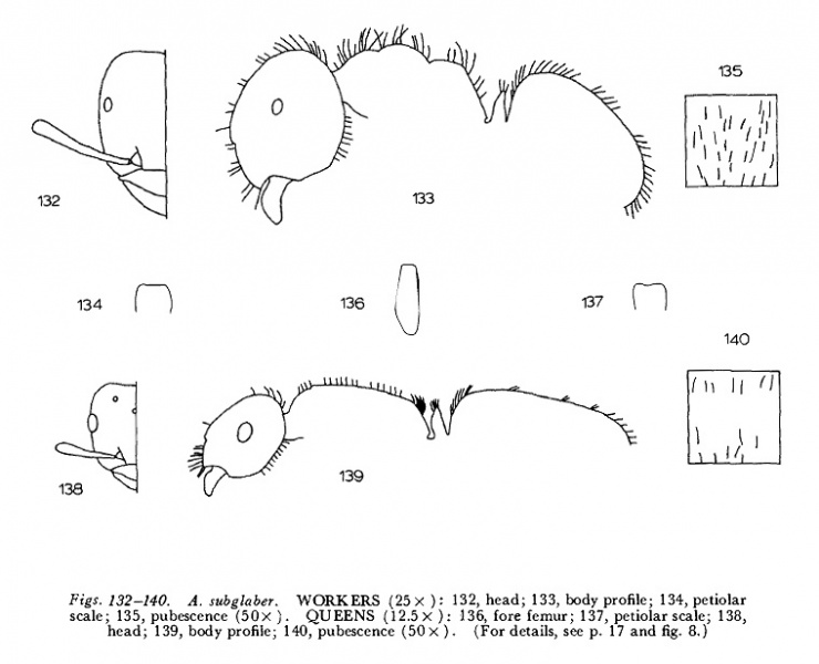 File:Wing 1968 Acanthomyops fig 132-140.jpg