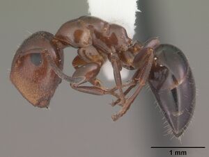Camponotus impressus casent0103678 profile 1.jpg