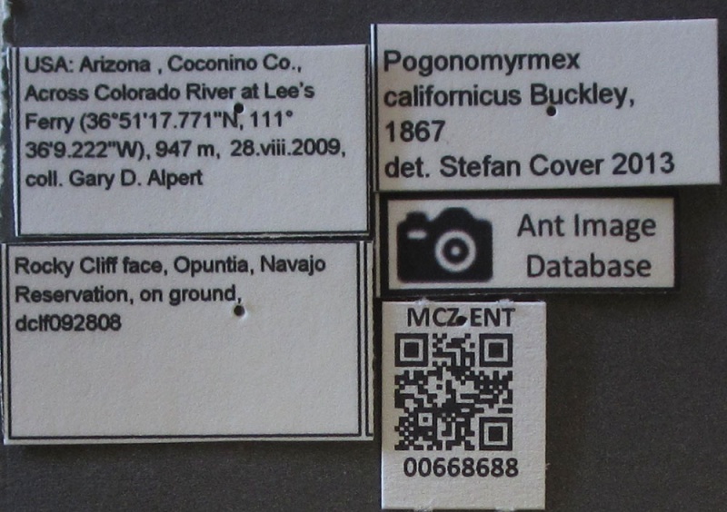 File:Mcz-ent00668688 Pogonomyrmex californicus lbs.JPG