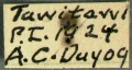 Odontomachus-malignuslabel.jpg