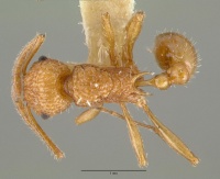 Tetramorium aspersum castype12628 dorsal 1.jpg