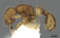 Tetramorium seneb casent0901093 p 1 high.jpg