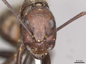 Camponotus brutus casent0910270 h 1 high.jpg