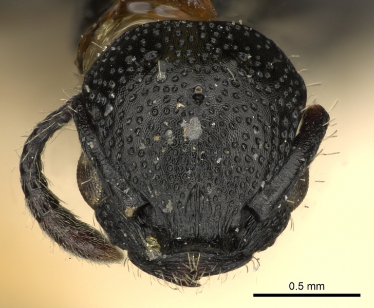 File:Procryptocerus attenuatus casent0900224 h 1 high.jpg