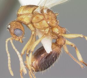 Tetramorium bicarinatum casent0102736 profile 1.jpg