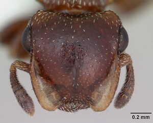 Cephalotes quadratus casent0173706 head 1.jpg