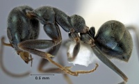 Iridomyrmex coeruleus side view