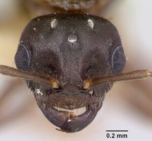 Lasius pogonogynus casent0103500 head 1.jpg