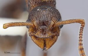 MCZ-ENT00674485 Myrmica rugiventris queen hef.jpg