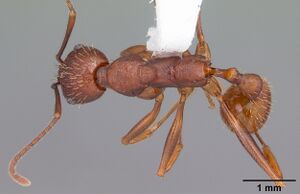 Aphaenogaster ashmeadi casent0103560 dorsal 1.jpg