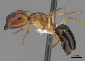 Camponotus polynesicus casent0280251 p 1 high.jpg