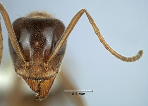 Iridomyrmex turbineus head view