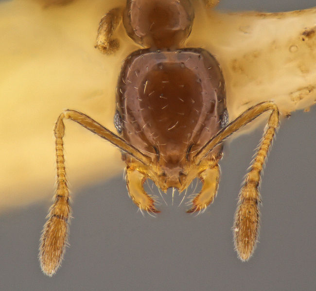 File:Monomorium sp hef8.jpg