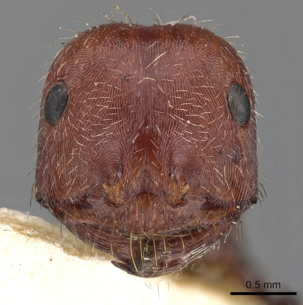 File:Ocymyrmex cursor casent0900394 h 1 high.jpg