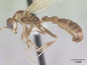 Pseudomyrmex denticollis casent0173749 profile 1.jpg