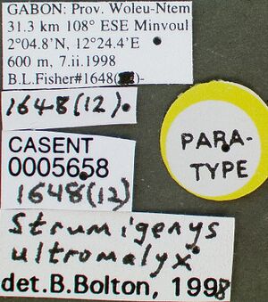 Strumigenys ultromalyx casent0005658 label 1.jpg