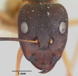 Camponotus maculatus casent0101352 head 1.jpg