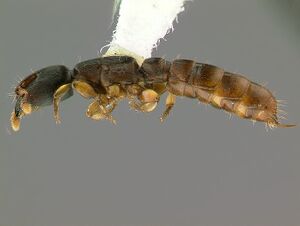 Cylindromyrmex-meinerti-w-lateralMontage.jpg