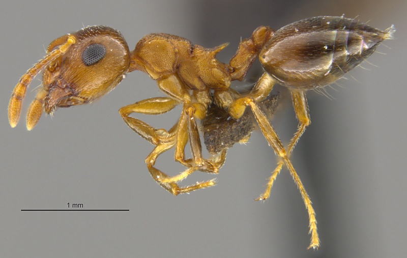 File:MCZ-ENT00671959 Crematogaster depilis hal.jpg