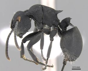 Polyrhachis cryptoceroides casent0906756 p 1 high.jpg