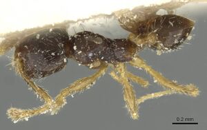 Pheidole minima casent0913353 d 1 high.jpg