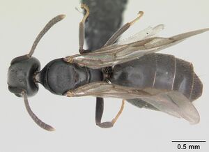 Technomyrmex albipes casent0071195 dorsal 1.jpg