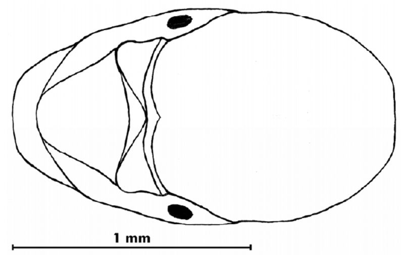 File:Crematogaster gordani 8.jpg