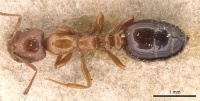 Monomorium advena casent0904613 d 1 high.jpg