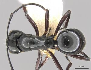 Polyrhachis debilis casent0906789 d 1 high.jpg