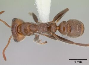 Pseudomyrmex kuenckeli jtlc000006253 dorsal 1.jpg