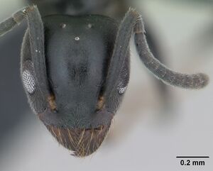 Technomyrmex albipes casent0125325 head 1.jpg