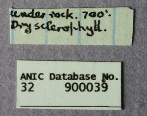 Melophorus hirsutus major labels-back ANIC32-900039.JPG