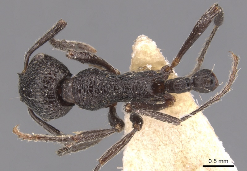 File:Myrmica aimonissabaudiae D casent0904554.jpg