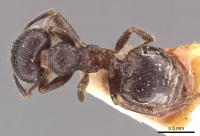 Crematogaster kohli casent0908537 d 1 high.jpg